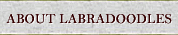 About Labradoodles