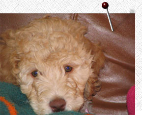 Puppies are available