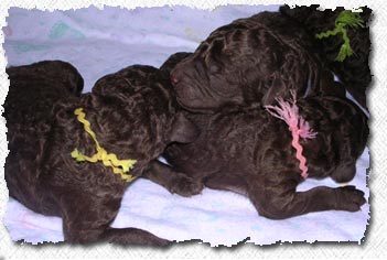 Australian Labradoodle Puppies
