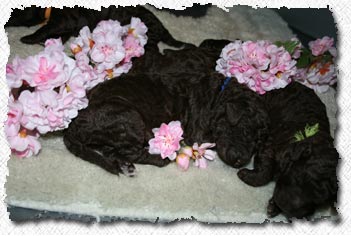 Australian Labradoodle Puppies