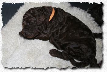 Australian Labradoodle Puppies