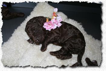 Australian Labradoodle Puppies