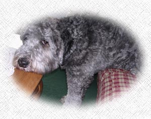 About Australian Labradoodles of Windsor Creek - Fuey