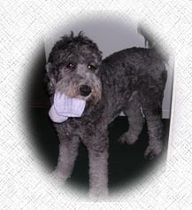 Austrlian Labradoodle - Fuey