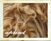 Apricot labradoodle coat color
