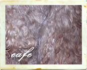 Cafe au lait labradoodle coloring