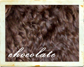 Chocolate labradoodle coat color