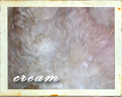 Cream labradoodle coat color
