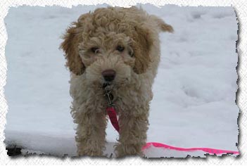 Labradoodle
