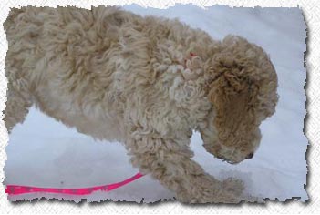 Labradoodle