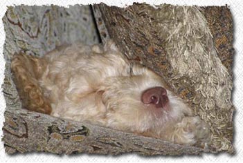 Labradoodle
