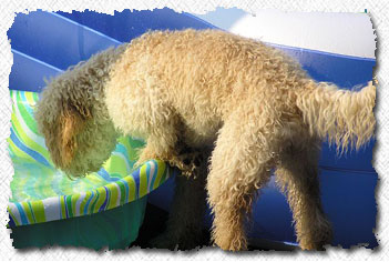Labradoodle
