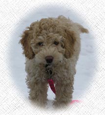 Australian Labradoodle puppies