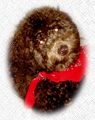 Australian Labradoodle - Bella