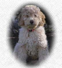 Australian Labradoodle - Bella
