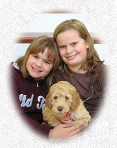 Australian Labradoodle - Bella