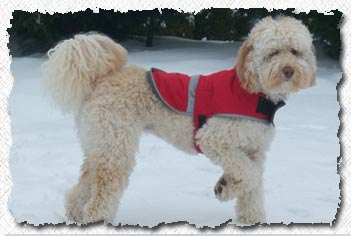 Our sweet Bella in the snow