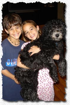 Australian Labradoodle - Buster