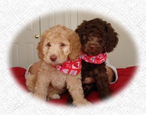 Labradoodles