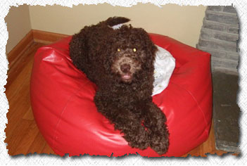 Labradoodle