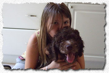 Labradoodle