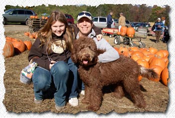 Labradoodle