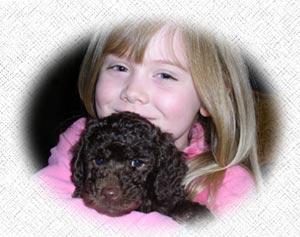 Australian Labradoodle Puppies and Families