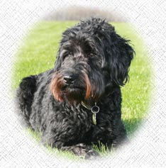 Australian Labradoodle - Izzy