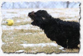 Australian Labradoodle - Izzy