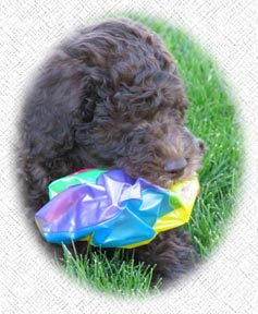 Australian Labradoodle - Jiko