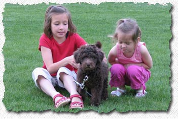 Australian Labradoodle puppy - Jiko