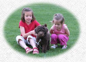 Australian Labradoodle - Allergy issues?