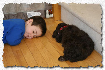 Australian Labradoodle Puppies