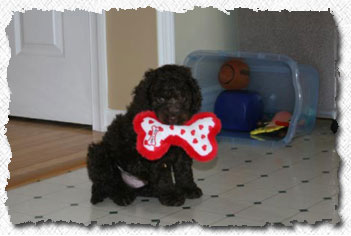 Australian Labradoodle - Kipper's Family