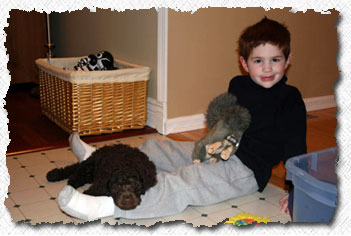 Australian Labradoodle - Kipper's Family