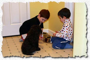 Australian Labradoodle - Kipper's Family