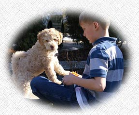 Australian Labradoodle - Lucky