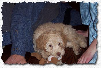 Australian Labradoodle - Lucky's Family