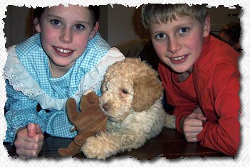 Australian Labradoodle Puppies