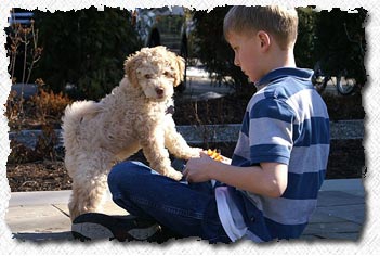 Australian Labradoodle - Lucky's Family