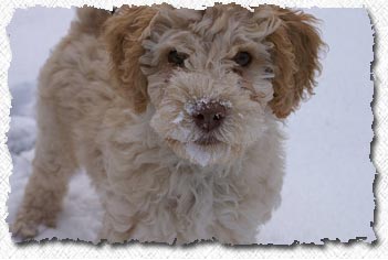 Australian Labradoodle - Lucky's Family