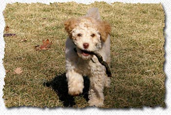 Australian Labradoodle - Lucky's Family
