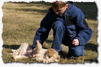 Australian Labradoodle - Lucky's Family