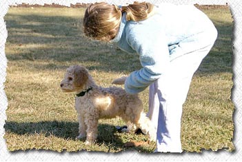 Australian Labradoodle - Lucky's Family