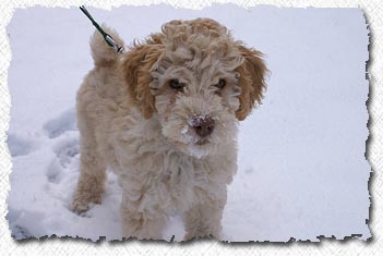 Australian Labradoodle - Lucky's Family