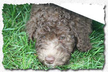 Australian Labradoodle - Molly