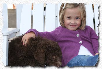 Australian Labradoodle - Molly