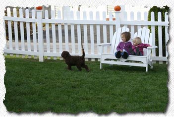 Australian Labradoodle - Molly