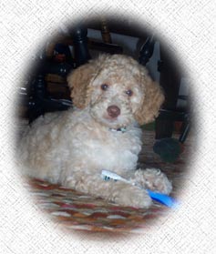 Grooming your Australian labradoodle