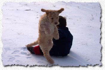 Australian Labradoodle - Murphy